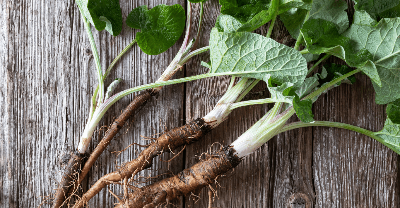 Burdock Root — Clearing What No Longer Serves You - ALittlePeace