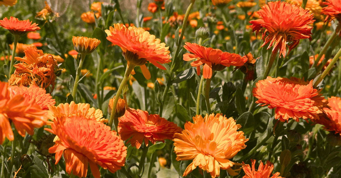 Calendula — One of Nature’s Most Tender Healers - ALittlePeace