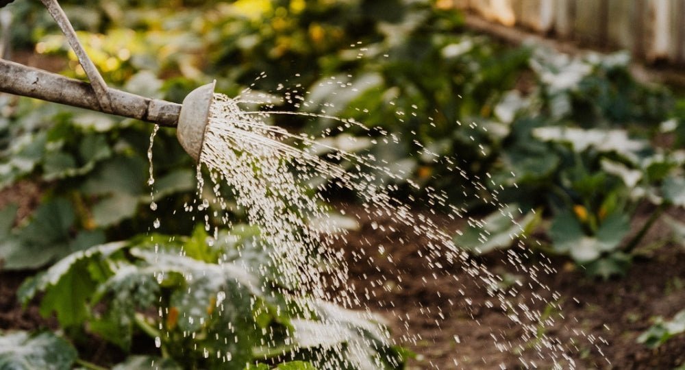 We Made From Water Every Living Thing - ALittlePeace